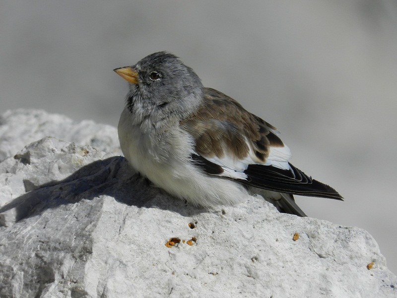 Scatti dalle Dolomiti